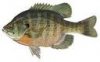 bluegill.jpg