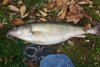 20121101_124745-1.jpg