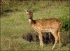 spotted-deer.jpg